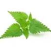 NETTLE EXTRACT